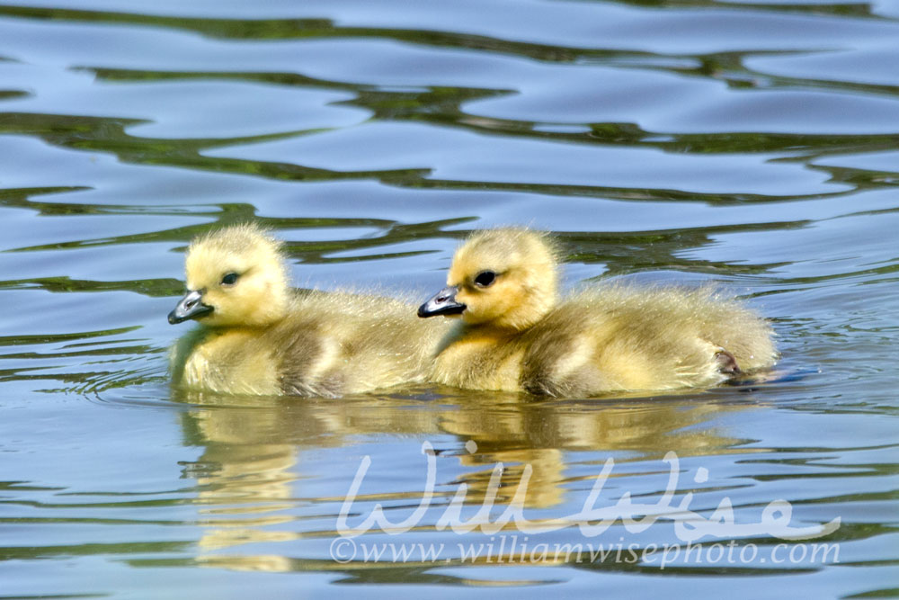 Canada Goose babies Picture