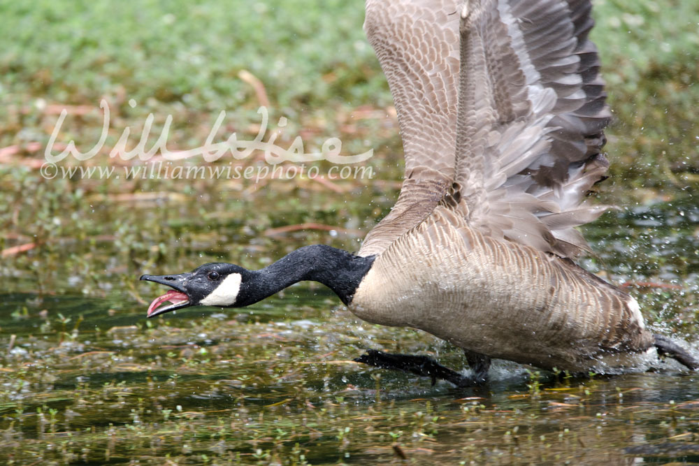 Mad Canada Goose attack Picture