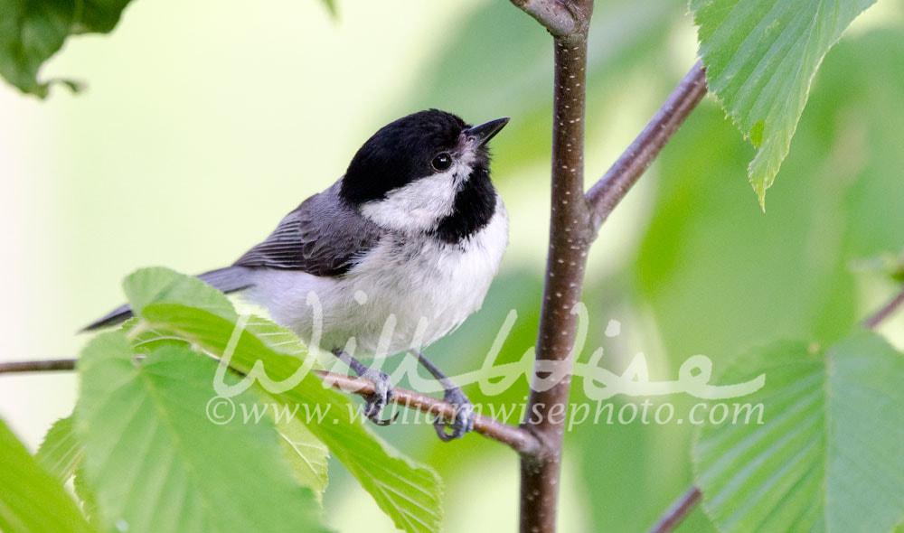 Carolina Chickadee songbird, Blue Ridge Mountains, North Carolina Picture