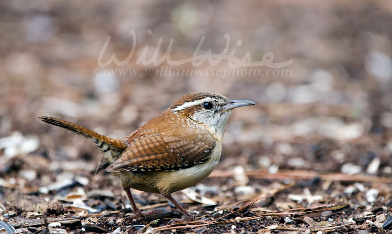 Carolina Wren birding Picture