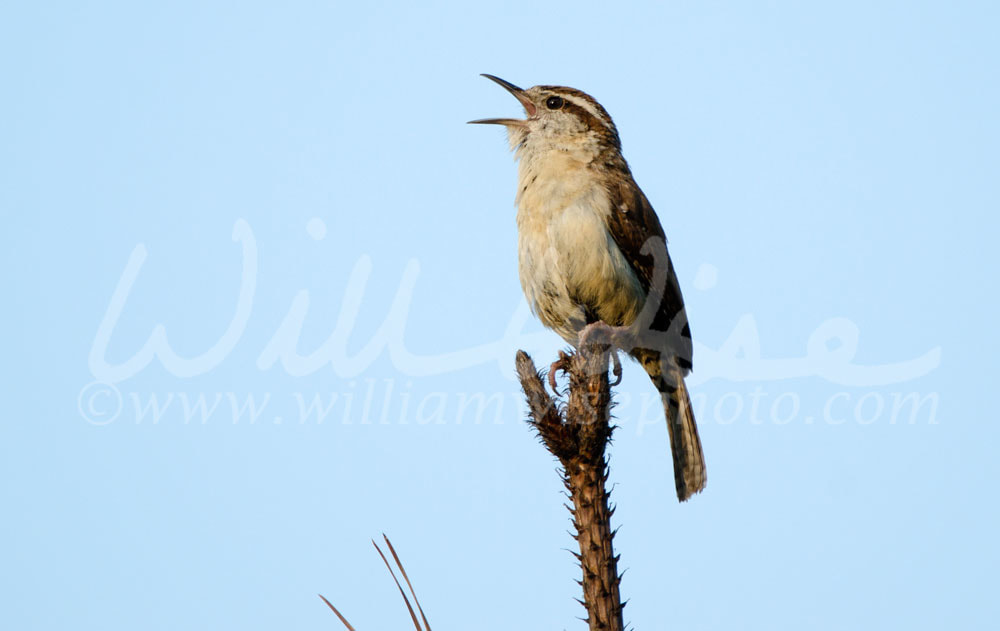 Carolina Wren singing Picture