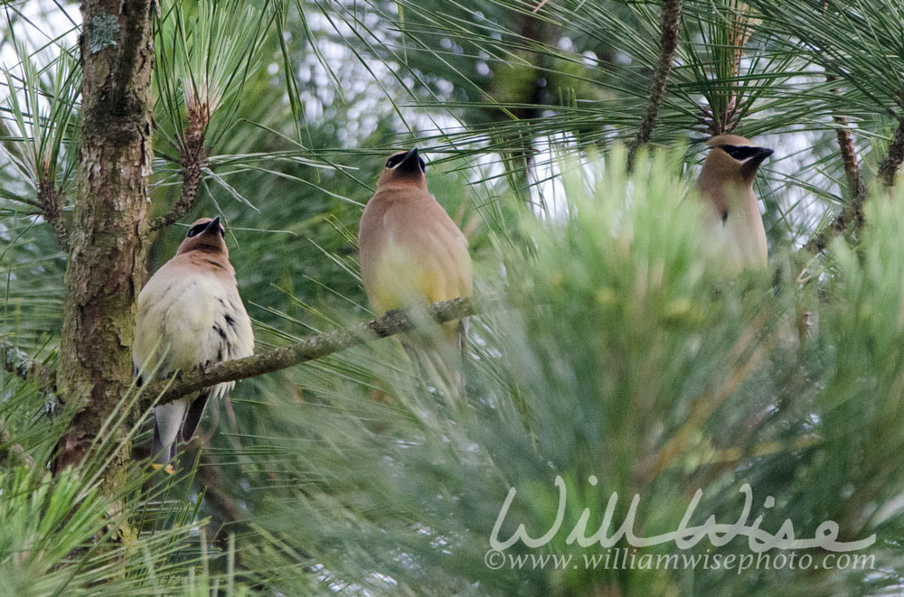 Cedar Waxwing Picture