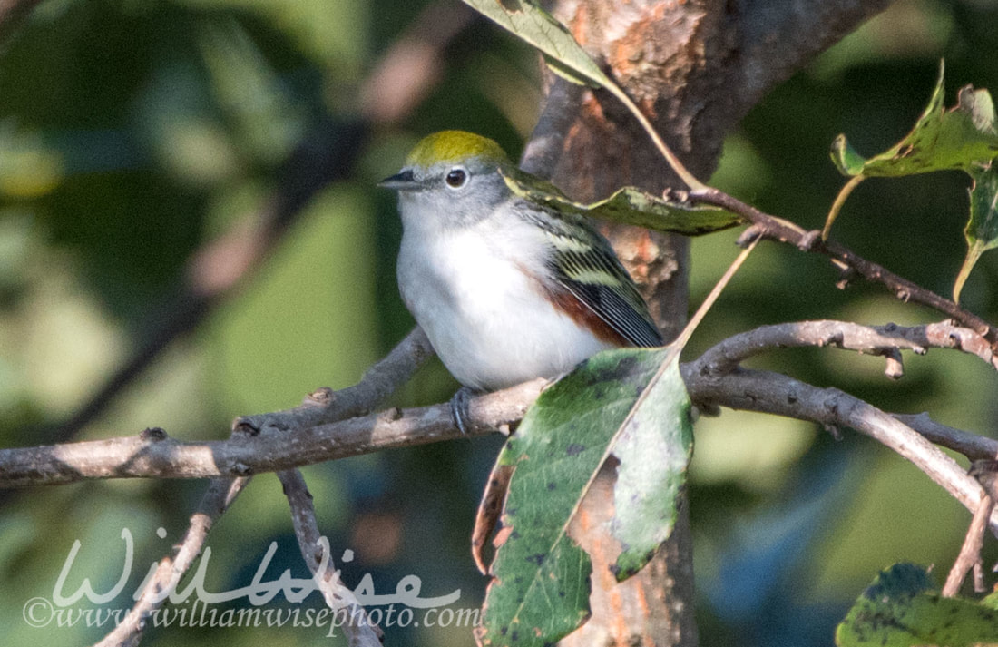 Chestnut Sided Warbler Picture