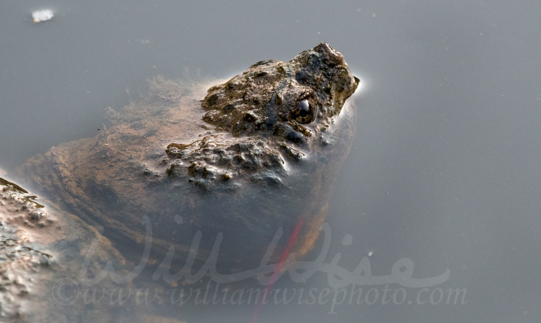 Common Snapping Turtle Picture