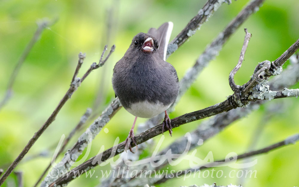 Dark Eyed Junco bird Picture