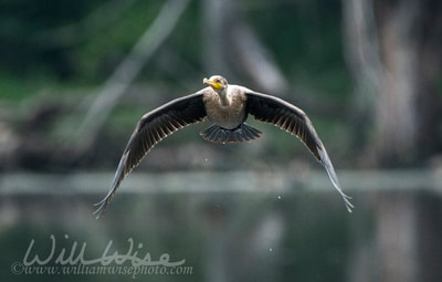 Double-Crested Cormorant