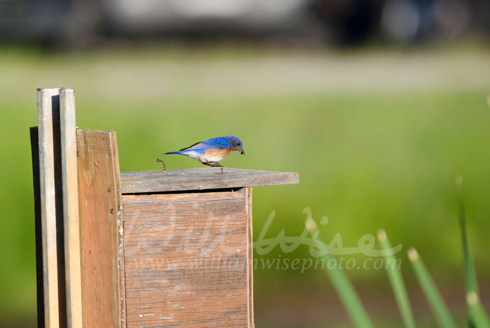 Eastern Bluebird Picture