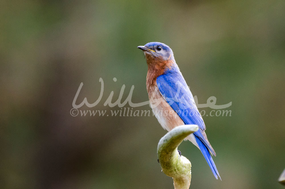 Eastern Bluebird perched, Athens Georgia USA Picture