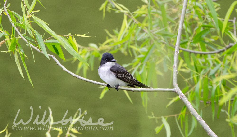 Eastern Kingbird Picture