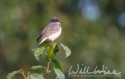 Eastern Kingbird