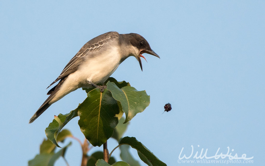 Eastern Kingbird Picture