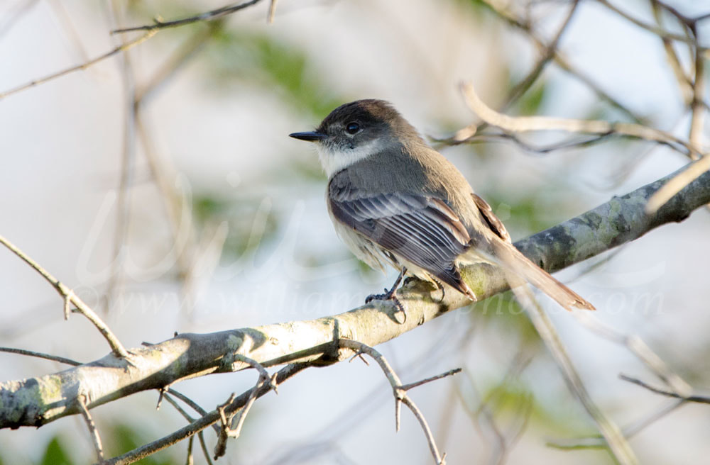 Eastern Phoebe bird perched in tree Picture
