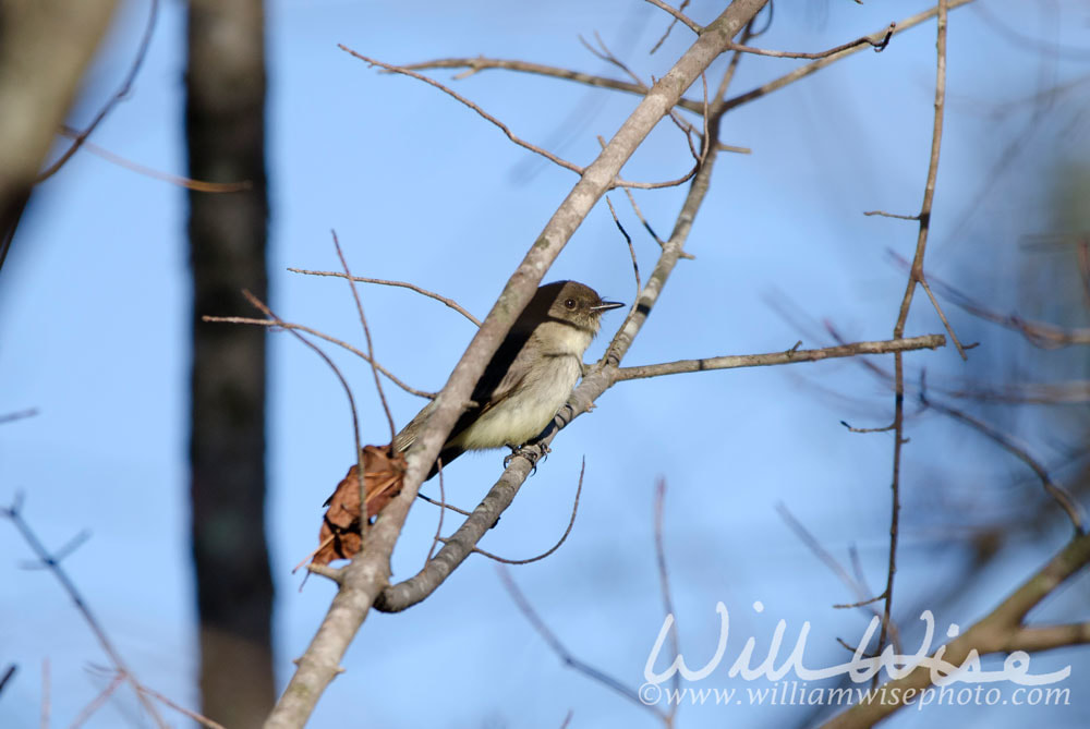 Eastern Phoebe bird hiding in shadow of tree branch Picture