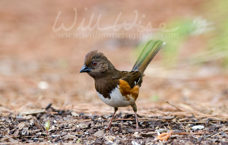 Eastern Towhee Picture