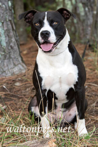 Happy bulldog mixed breed dog with tongue sticking out Picture