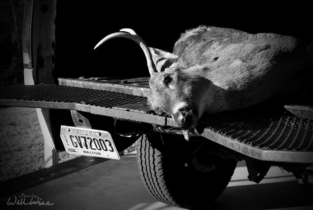 Dead White-tailed Deer buck in pickup truck, Georgia Picture