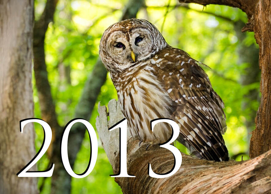 Barred Owl Picture