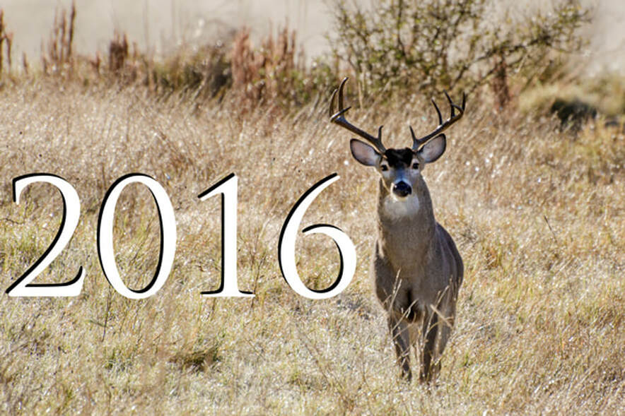 Whitetailed Deer buck with antlers Picture