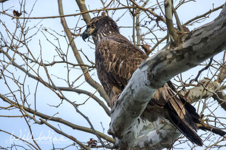 Brown Juvenile Bald Eagle perched in tree on Conowingo Dam on the Susquehanna River, Maryland, USA Picture
