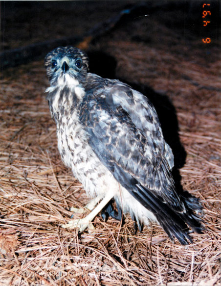Hawk Picture