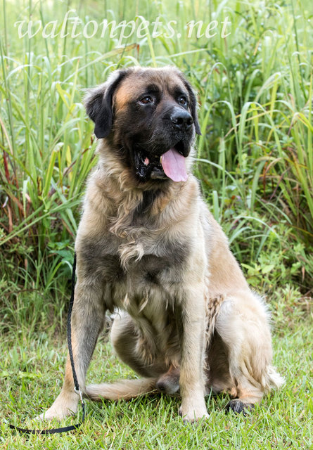 Large neutered male tan and black Newfie and Leonberger dog outdoors on leash. 