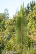 Longleaf Pine Bottle Brush Sapling Picture