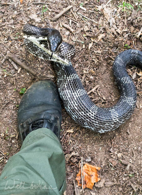 Six foot eastern Ratsnake Georgia Picture
