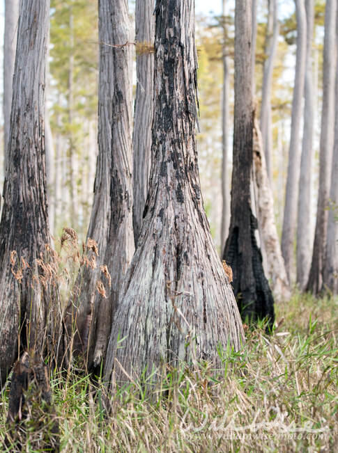 Burned cypress tree buttress along Mixon`s Hammock kayak trail; Okefenokee Swamp National Wildlife Refuge Georgia USA Picture