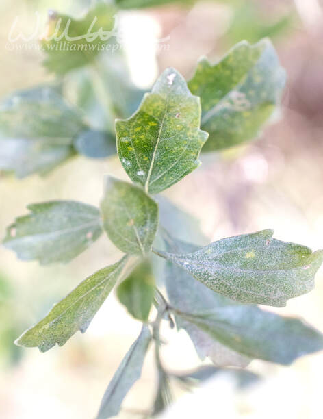 White Groundsel Tree Leaves Picture