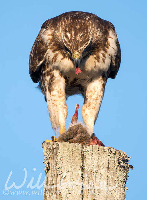 Red-tailed Hawk raptor bird of prey eating a dead squirrel Picture