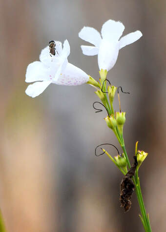 False Foxglove flower blooming in the Okefenokee Swamp Picture