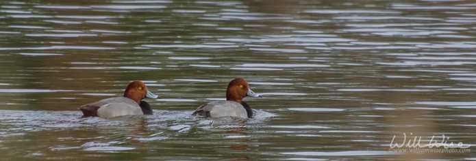 Redhead Duck Picture