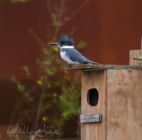 Belted Kingfisher Picture