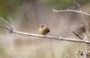 House Wren Picture