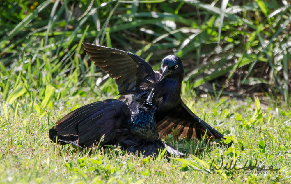 Common Grackle Battle Picture