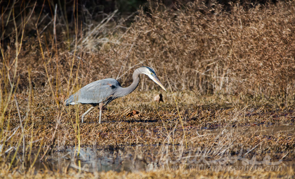 Great Blue Heron Picture