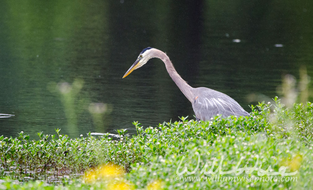 Great Blue Heron Picture