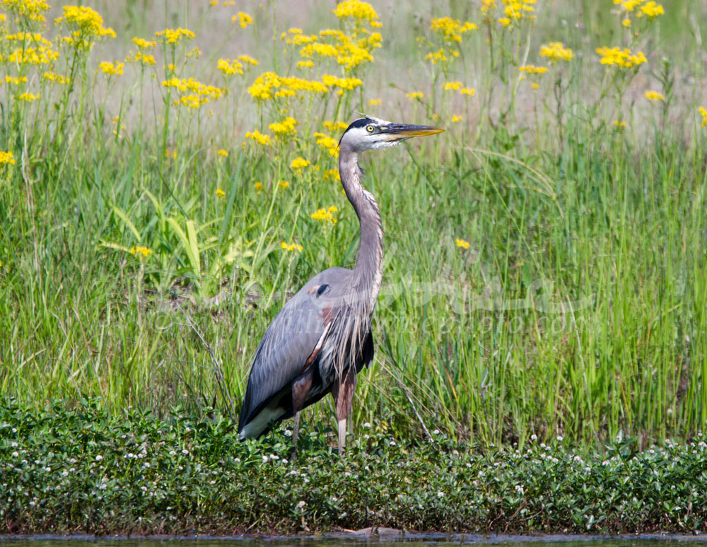 Great Blue Heron, Georgia, USA Picture