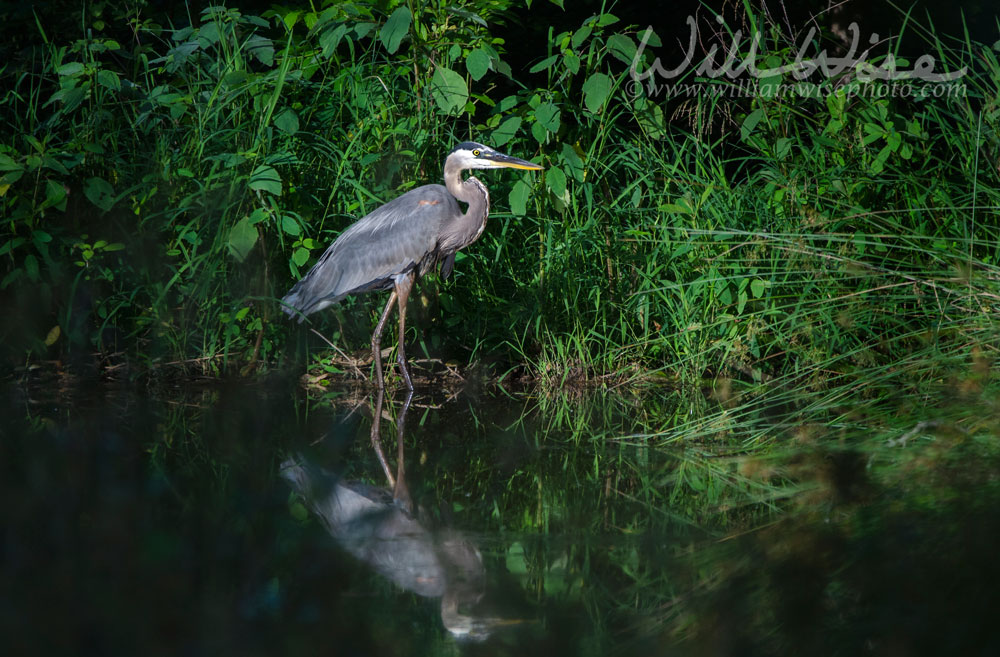 Great Blue Heron Picture