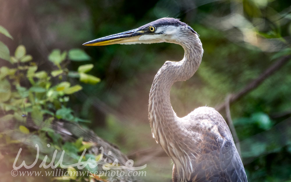 Great Blue Heron juvenile