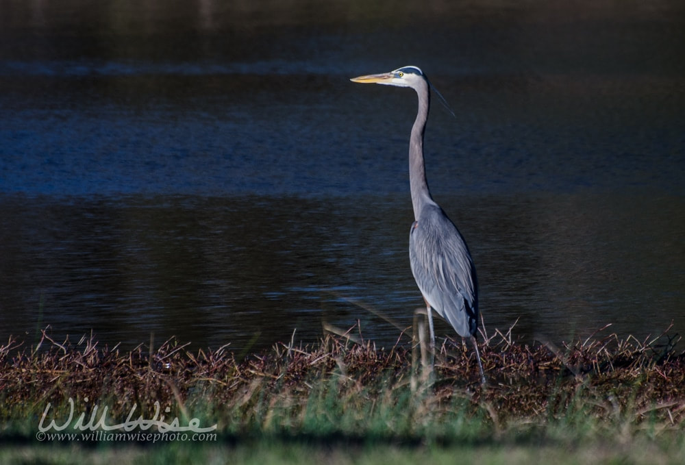 Great Blue Heron birding Picture