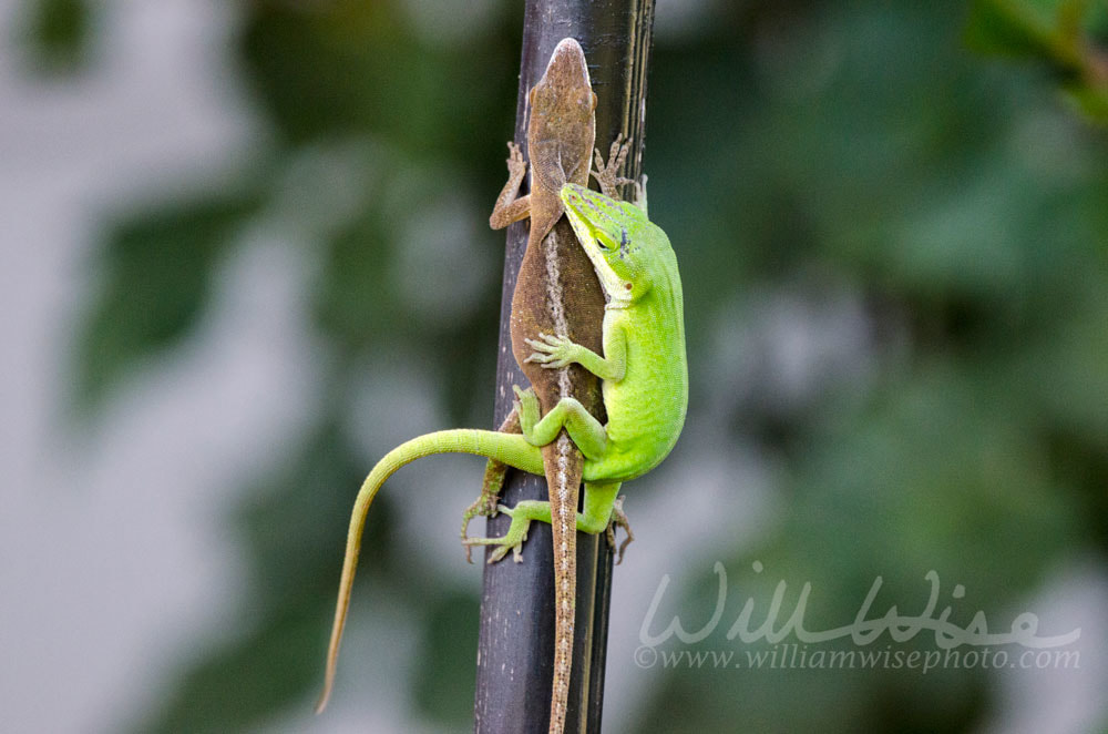 Mating Carolina Green Anole Picture