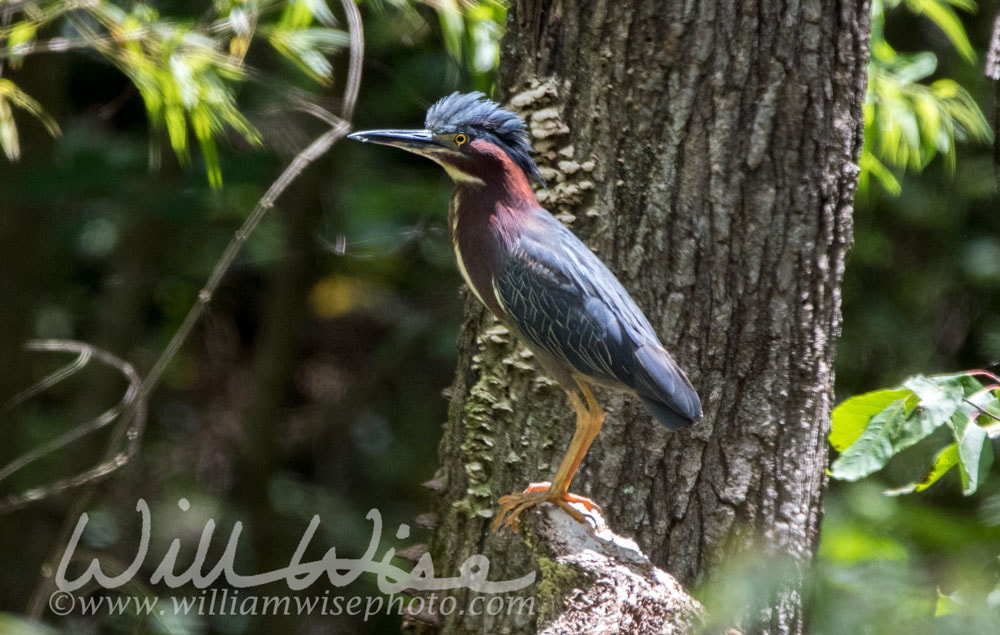 Green Heron Picture