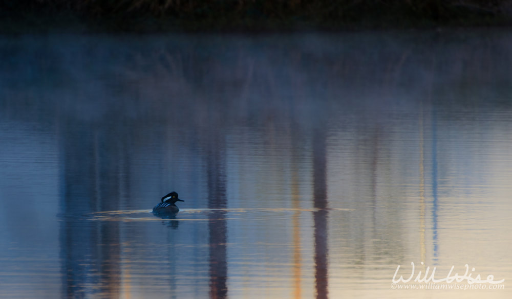 Hooded Merganser Picture