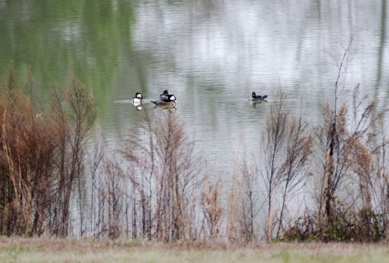 Hooded Merganser Duck Picture