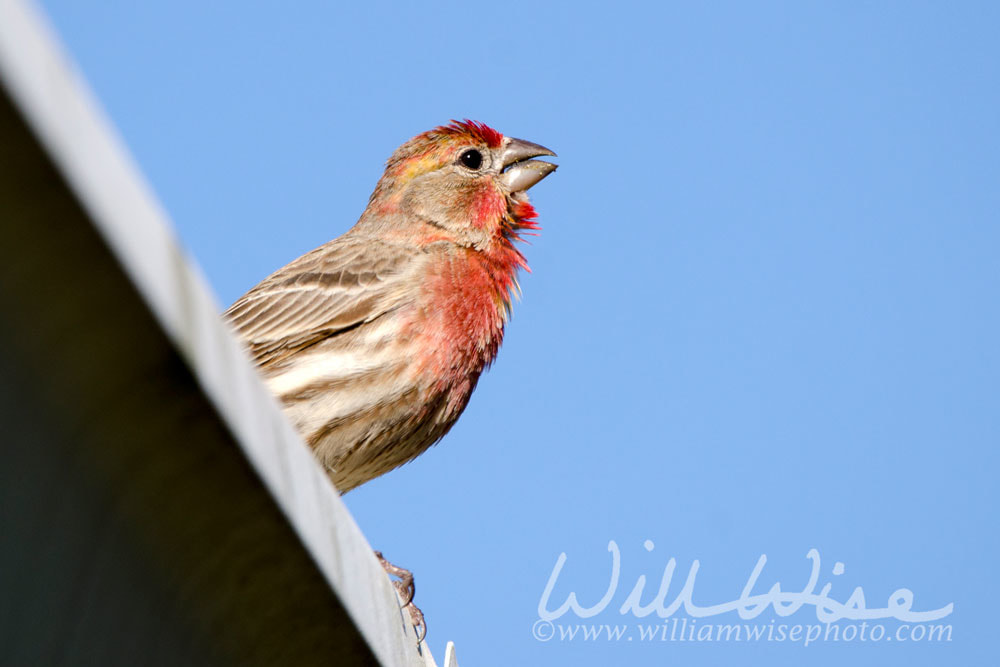 House Finch Picture