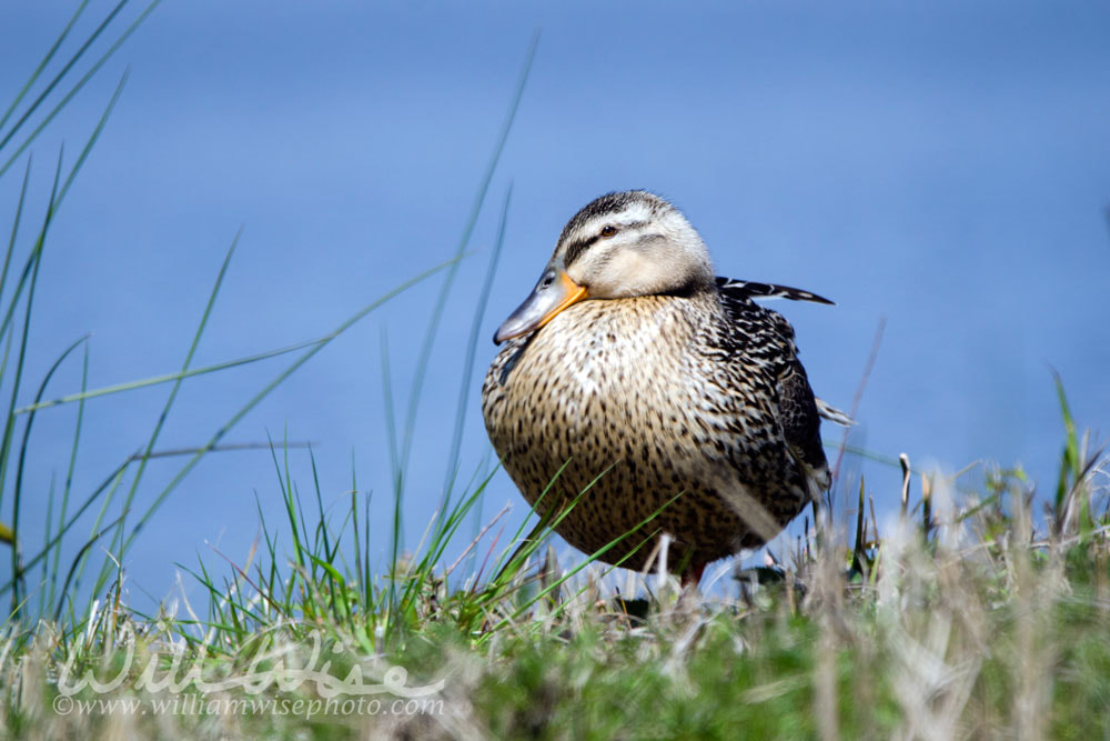 Domestic Mallard Picture