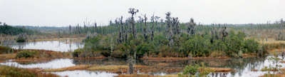 Okefenokee Swamp park