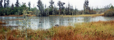 Okefenokee Swamp park