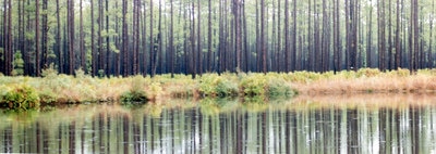 Okefenokee Swamp park